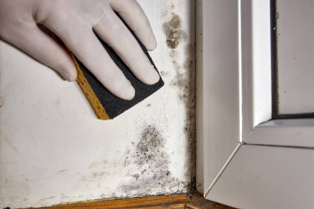 Best Mold Remediation for Healthcare Facilities  in St James, MD